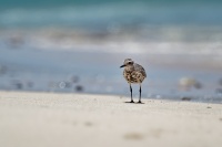 Kulik bledy - Pluvialis squatarola - Grey Plover o9171